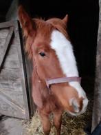 merrie veulen tinker quarter mix, Dieren en Toebehoren, Paarden, Merrie, Minder dan 160 cm, 0 tot 2 jaar, Westernpaard