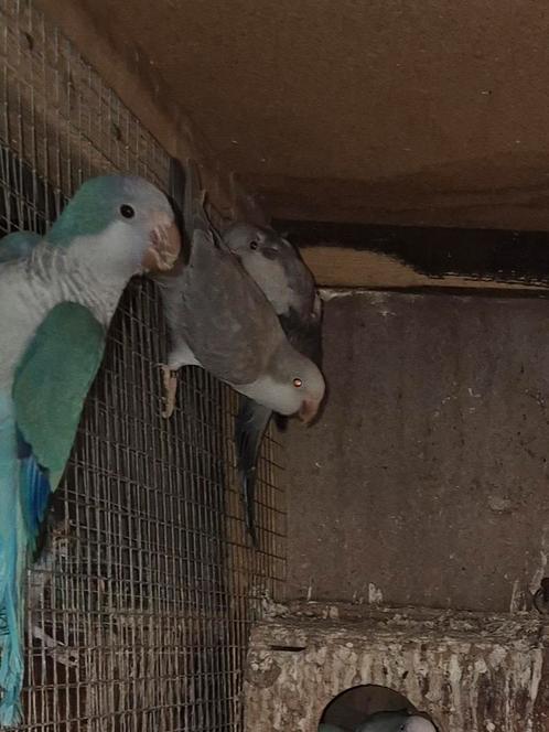 Te koop: Cobalt mouse parkiet couple/muisparkiet, Dieren en Toebehoren, Vogels | Parkieten en Papegaaien
