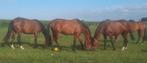 Draagmerries of recreatiepaarden, Dieren en Toebehoren, Paarden