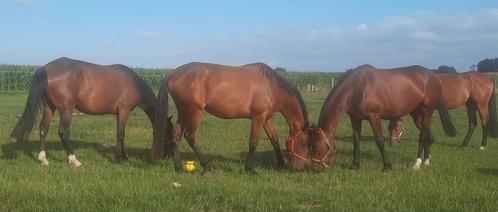 Draagmerries of recreatiepaarden, Dieren en Toebehoren, Paarden