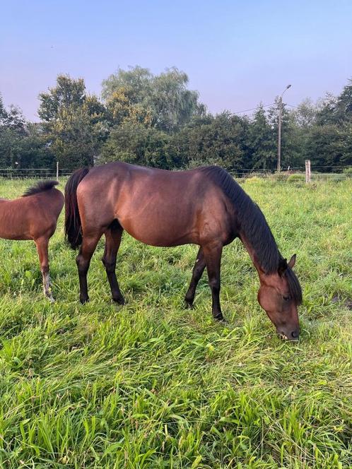 Draagmerrie / pleegmerrie/ weidemaatje, Dieren en Toebehoren, Paarden, Merrie, Onbeleerd, 160 tot 165 cm, 7 tot 10 jaar, Met stamboom