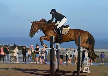 Cheval de saut à vendre  disponible aux enchères