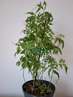 Petit jasmin 50cm, Enlèvement