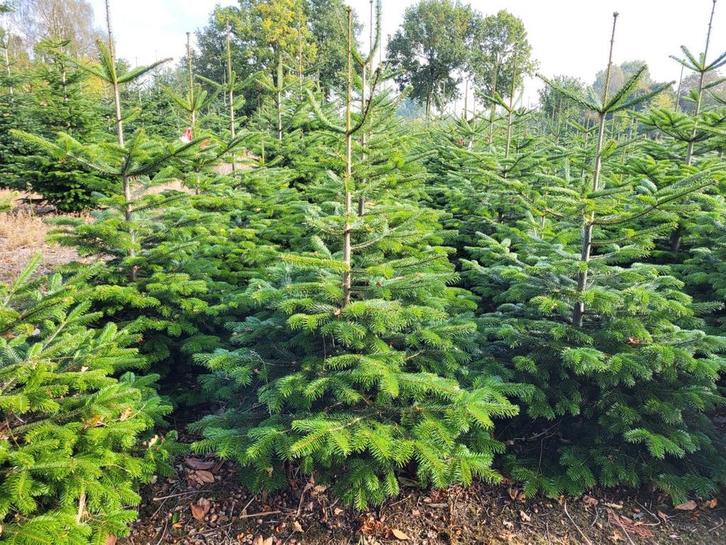 Kerstbomen Nordmann, Tuin en Terras, Planten | Struiken en Hagen, Ophalen
