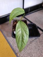 Epipremnum cebu blue, Huis en Inrichting, Kamerplanten, Ophalen, Overige soorten, Halfschaduw, In pot
