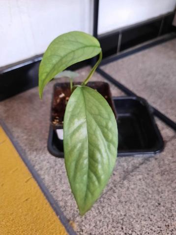 Epipremnum cebu blue  beschikbaar voor biedingen