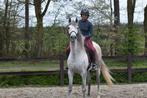 Brave 9 jarige merrie, Gechipt, Merrie, Z, 7 tot 10 jaar