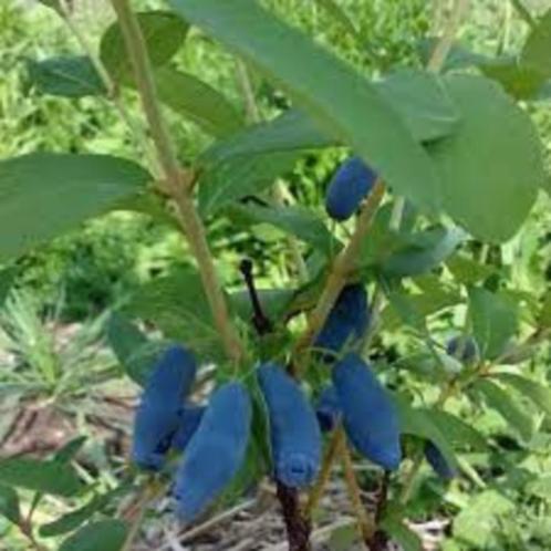 Honingbes, Tuin en Terras, Planten | Fruitbomen, Overige soorten, Ophalen