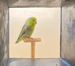 Forpus DGroen man, Dieren en Toebehoren, Vogels | Parkieten en Papegaaien