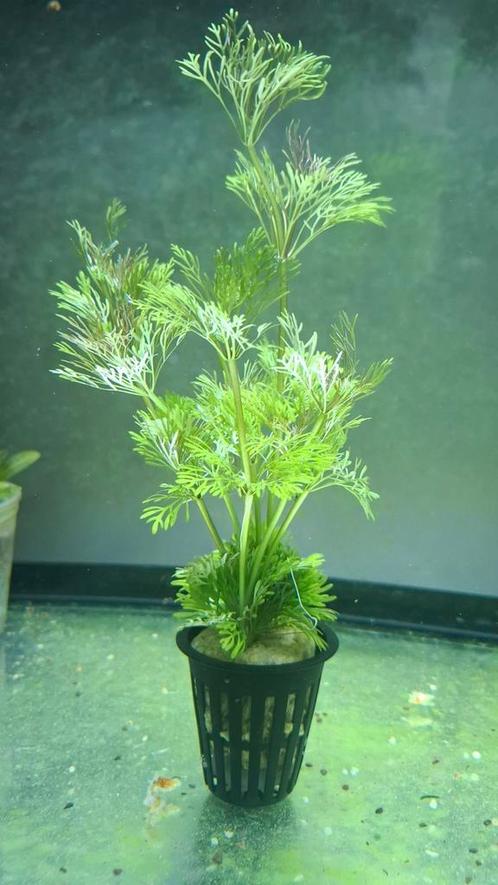 Limnophila sessiliflora in pot met 8-10 planten, Dieren en Toebehoren, Vissen | Aquaria en Toebehoren, Nieuw, Plant(en), Steen of Hout