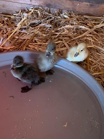 Indische Loopeend kuikens te koop, Sexe inconnu, Canard