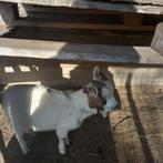 Dwerggeit, Dieren en Toebehoren, Schapen, Geiten en Varkens, Mannelijk, Geit, 0 tot 2 jaar