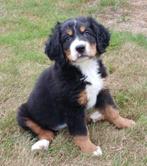 Berner Sennen pups, België, Overige rassen, CDV (hondenziekte), 8 tot 15 weken