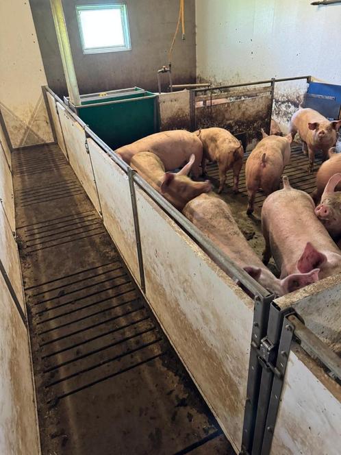 Hokinrichting vleesvarkens [229], Dieren en Toebehoren, Schapen, Geiten en Varkens