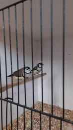 bichenows 4 koppels, Dieren en Toebehoren, Vogels | Overige Vogels