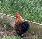 Haan Cochin kriel zijdeveer ZELDZAAM, Dieren en Toebehoren, Pluimvee, Mannelijk, Kip