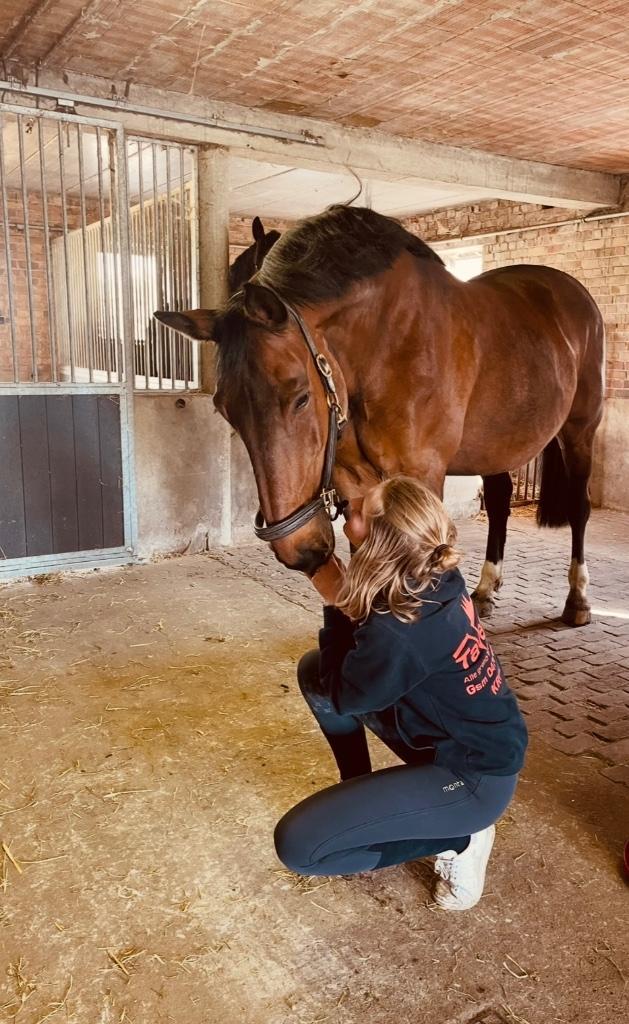 Braaf verzorgpaard, Dieren en Toebehoren, Paarden, Merrie, 11 jaar of ouder, Gechipt, Ontwormd, Ingeënt