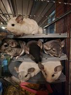 Chinchillas, Animaux & Accessoires