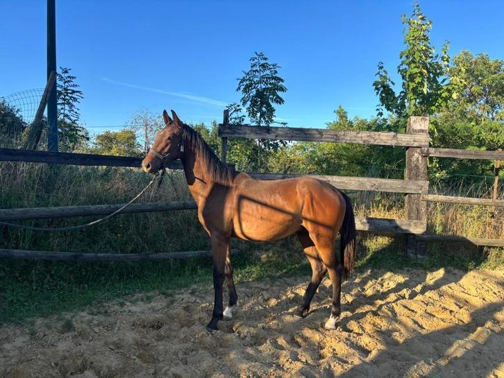 Jaarling afstamming Kjento, Dieren en Toebehoren, Paarden, Hengst, Met stamboom, Gechipt
