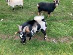 Geitenbok te koop, Dieren en Toebehoren, Mannelijk, Geit, 0 tot 2 jaar