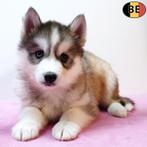 Siberische Husky - Belgische pups te koop, Dieren en Toebehoren, Honden | Poolhonden, Keeshonden en Oertypen, België, CDV (hondenziekte)