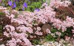 Sedum album, wit vetkruid, bodembedekker, Tuin en Terras, Ophalen