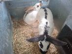 Vlinderkonijn moertje met 2 jongen, Dieren en Toebehoren