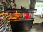 Slangen Terrarium inclusief Ball Python, Dieren en Toebehoren, Ophalen, Zo goed als nieuw, Terrarium of Paludarium