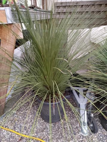 Dasylirion serratifolium (grasboom) beschikbaar voor biedingen