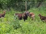 Soay dekram te koop of ruil, Dieren en Toebehoren, Schapen, Geiten en Varkens, Mannelijk, Schaap, 3 tot 5 jaar