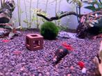 vuurgarnalen, Dieren en Toebehoren, Vissen | Aquariumvissen, Kreeft, Krab of Garnaal, Zoetwatervis, Schoolvis