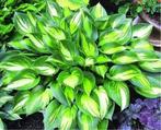 Hosta "Justine", Ophalen, Vaste plant