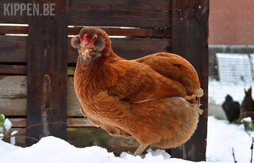 Gezocht jonge hennen en 2 hanen van onderstaande rassen, Plusieurs animaux, Poule ou poulet
