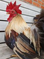 Chabo haan meerzomig "roodgeschouderd" zilverpatrijs, Dieren en Toebehoren, Mannelijk, Kip