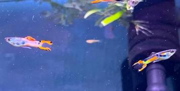 Endler guppy's en guppy's mix beschikbaar voor biedingen