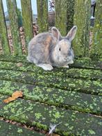 Dwergkonijn Ram, Dieren en Toebehoren, Konijnen, Mannelijk, Dwerg, 0 tot 2 jaar