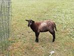 2 ooi lammeren, Dieren en Toebehoren, Schapen, Geiten en Varkens, Schaap