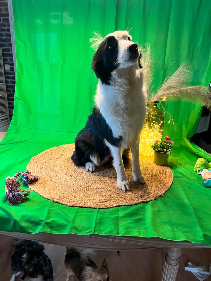 Border collie teef, Dieren en Toebehoren, Honden | Herdershonden en Veedrijvers, Teef, Collie, Fokker | Hobbymatig, Eén hond, België