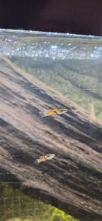 Endler vis mannetje, Dieren en Toebehoren, Vis, Zoetwatervis, Schoolvis