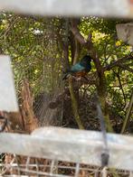 DrieKleuren glansspreeuw, Dieren en Toebehoren