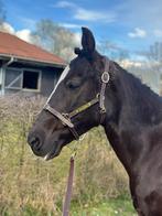 Knappe en werkwillige D-pony merrie (16 jaar) met stamboom, Merrie, Gechipt, Springpony, Zadelmak