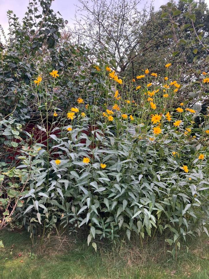 Zonnebloem vast, Tuin en Terras, Planten | Tuinplanten, Volle zon, Ophalen