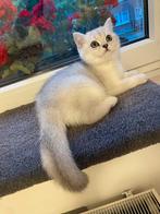 Britse kortharige kitten ( kater) met stamboom, Dieren en Toebehoren, Katten en Kittens | Raskatten | Korthaar, Kater, Gechipt
