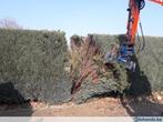 goedkoop verwijderen en afvoeren van coniferen, Jardin & Terrasse, Plantes | Arbustes & Haies, Laurier, Enlèvement ou Envoi