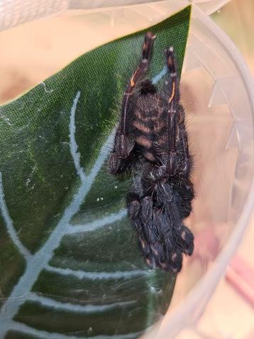 Psalmopoeus irminia vrouwtje 2,5 cm lichaamslengte  beschikbaar voor biedingen