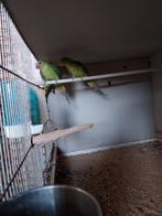 Pruimekop parkieten (3) van 2025, Dieren en Toebehoren, Vogels | Parkieten en Papegaaien, Meerdere dieren, Parkiet, Geringd