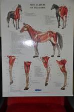 schoolplaten paard, Ophalen, Natuur en Biologie