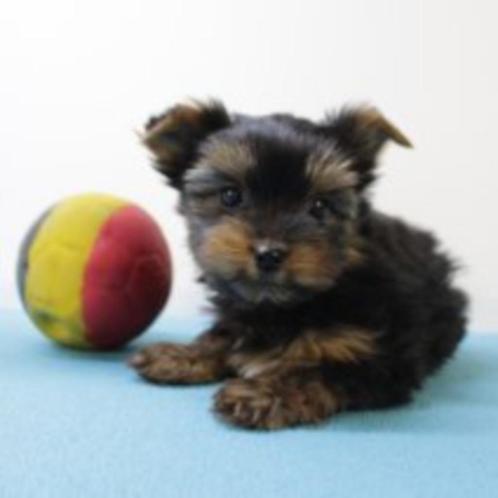 Yorkshire Terriër - Belgische pups te koop, Dieren en Toebehoren, Honden | Jack Russells en Terriërs, Meerdere dieren, Yorkshire Terriër