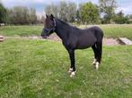 2 jarige zwarte pony hengst, Dieren en Toebehoren, B, Springpony, 0 tot 2 jaar, Hengst