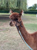 ALPACA HENGST, Dieren en Toebehoren, Overige Dieren, September, Mannelijk